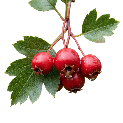 Weißdornbeeren und Blätter als pflanzlicher Wirkstoff